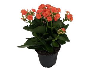 Каланхое оранжево | 1 pieces