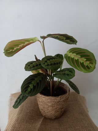 Planta de Maranta Fascinator en cesta de mimbre 