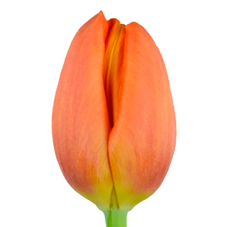  Tulipán Naranja Flor Suelta (Por unidad/No es un ramo/No bouquet) 