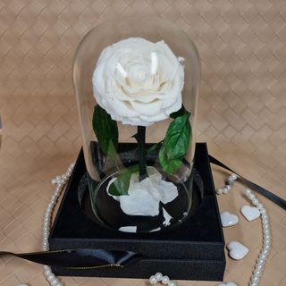 Stakleno zvono sa belom FOREVER XXL ružom