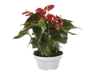 Anthurium grande