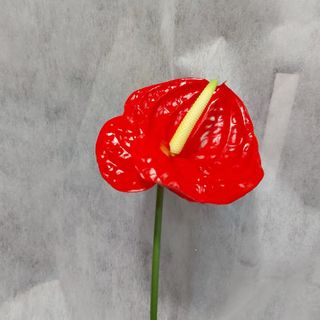 Flor De Anturio Rojo