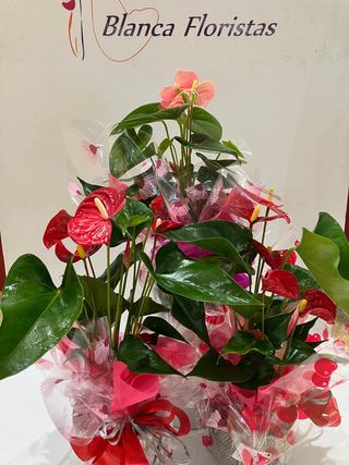 Anthurium mediano con macetero (Color variado)
