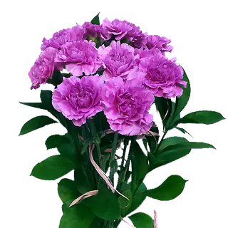 Goździki fioletowe