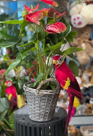 Special Anthurium