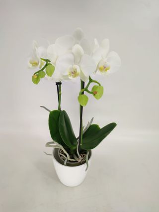 Orquídeas Phalaenopsis