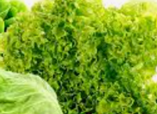 Lechuga