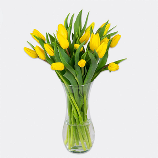 TULIPANES