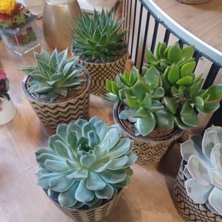 piante grasse con vaso in ceramica