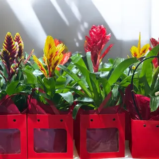 Guzmania 