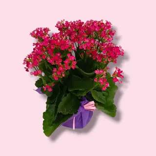 Kalanchoe