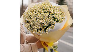 Bukiet z 17 pachnących rumianków