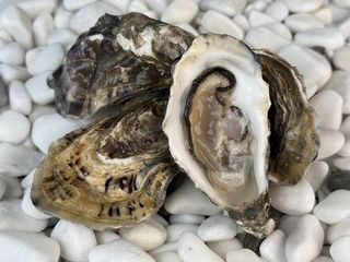 Устриця Біла Перлина №2