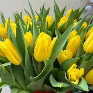 Tulipanes Amarillos