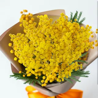 Mimosa 