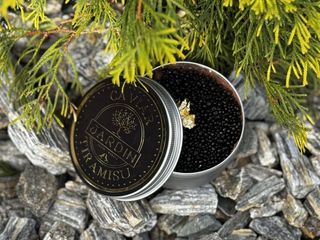 Tiramisu Caviar