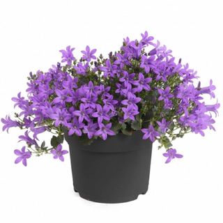 Campanula