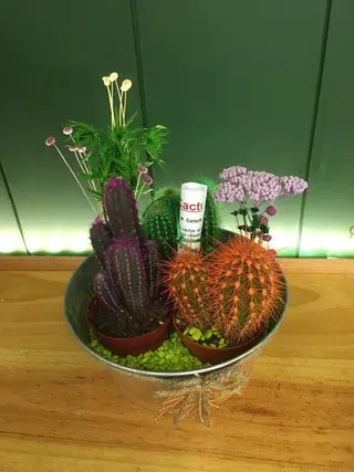 Cactus De Colores