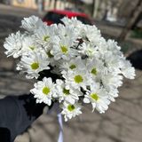 5 гілок білої ромашки