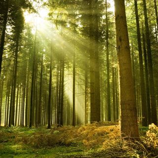 Profumi di bosco