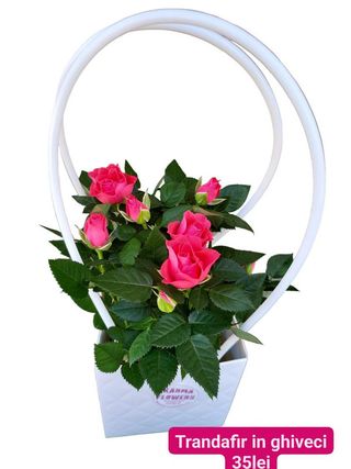 Trandafir in ghiveci