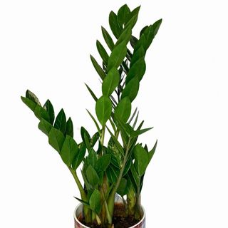 Zamioculcas