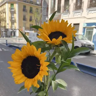 Ramo De 2 Girasoles