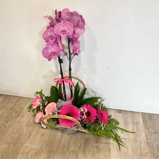 Mix de Plantas e Flores