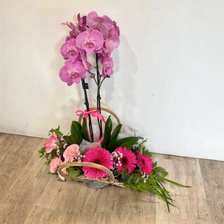 Mix de Plantas e Flores