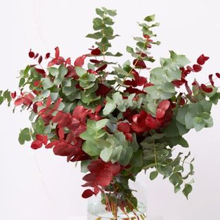 RAMO DE EUCALIPTO ROJO Y VERDE