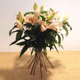 Seis Lilium Rosa Con Paniculata