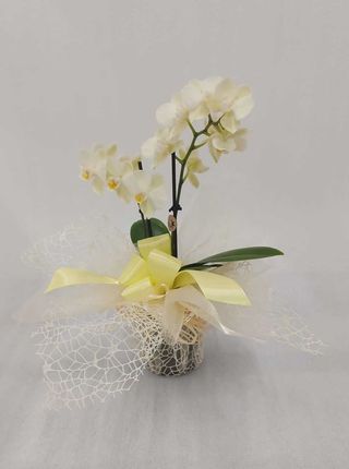 Orchidea piccola optiflor verdina