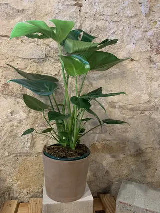 Monstera Deliciosa Mediana