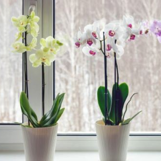 Orquídeas 