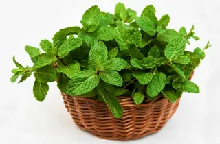 Menta