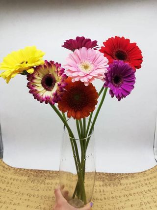 Mini gerbera la fir