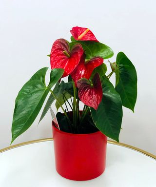 Anthurium