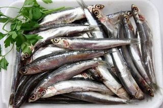 Boquerón Nacional Pequeño >60 Pzas/Kg. >60 Pzas/Kg.