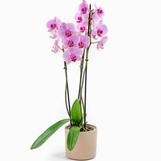 Orquídea Phanalopsis (2 hastes)