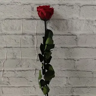 Rosa Eterna Roja