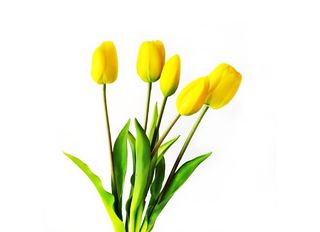 Жълти лалета 5 бр