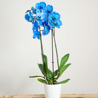 Orquídea Azul