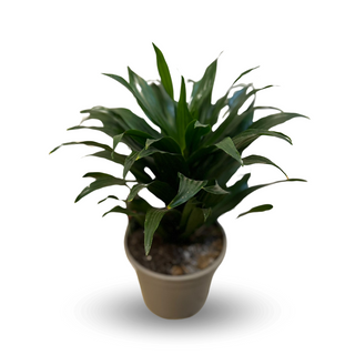 Dracena deremeńska