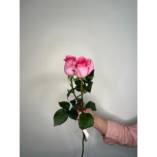 Różowa Róża 50 cm, 2 szt