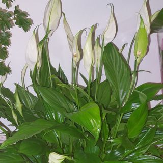 Pianta estiva da appartamento