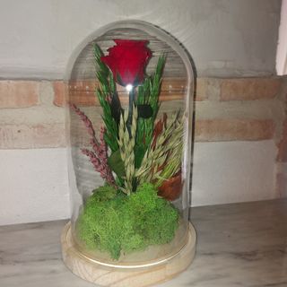 Cúpula de rosa roja preservada  tamaño extra