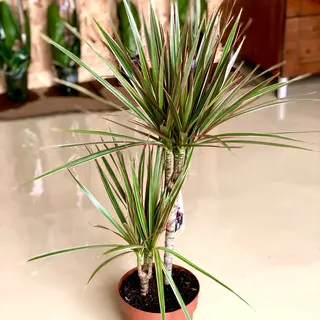 Dracaena Fragrans