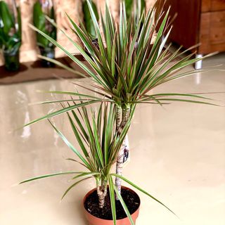 Dracaena Fragrans