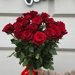 Троянда "Експлорер", 1 шт