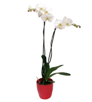 Vaso de Orquídea Branca